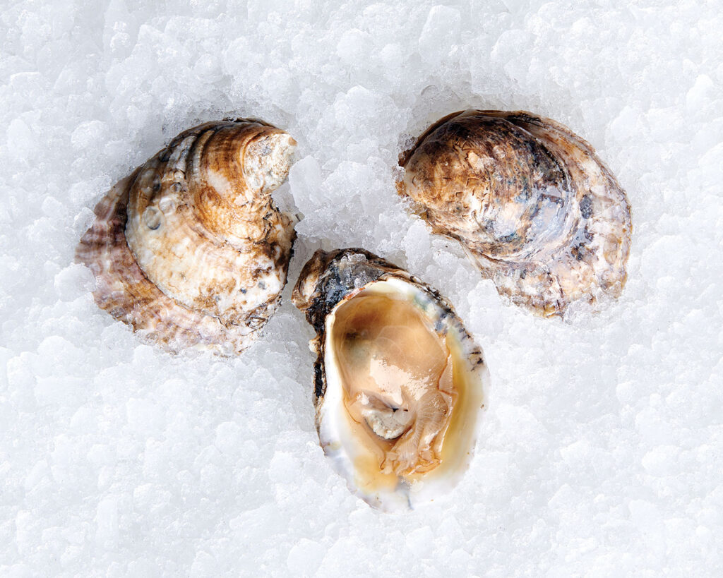 Oysters image