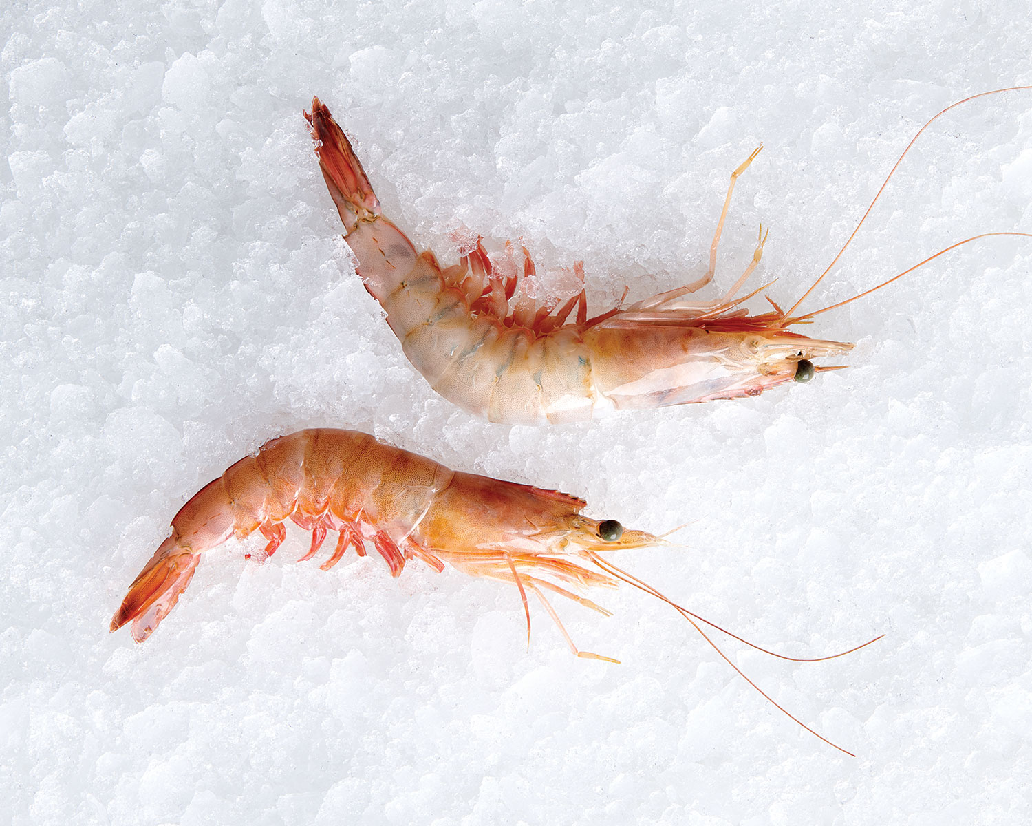 Seafood Guide Texas Gulf Seafood Fresh Outta Texas