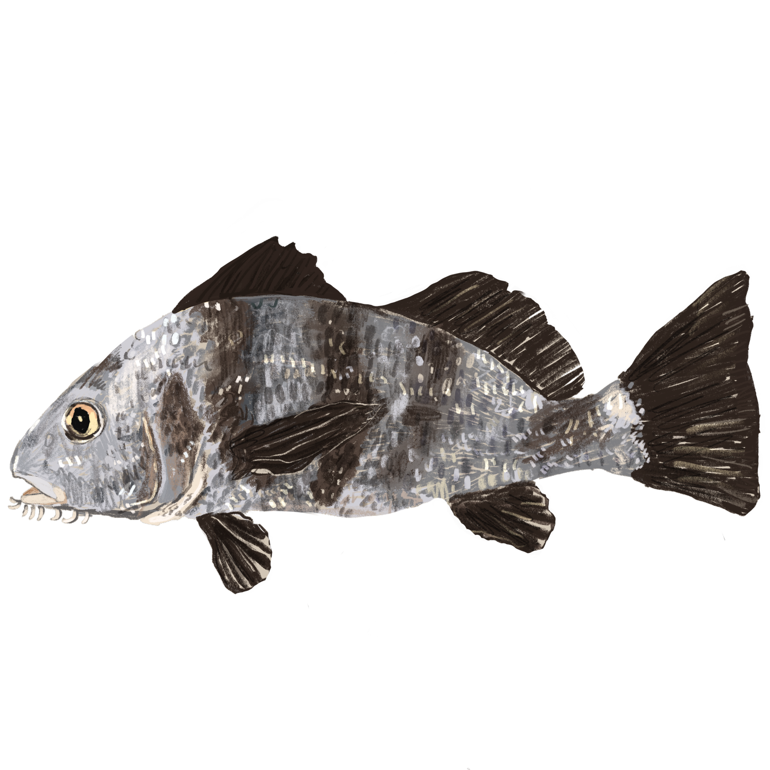 Texas Gulf Seafood Fresh Outta Texas