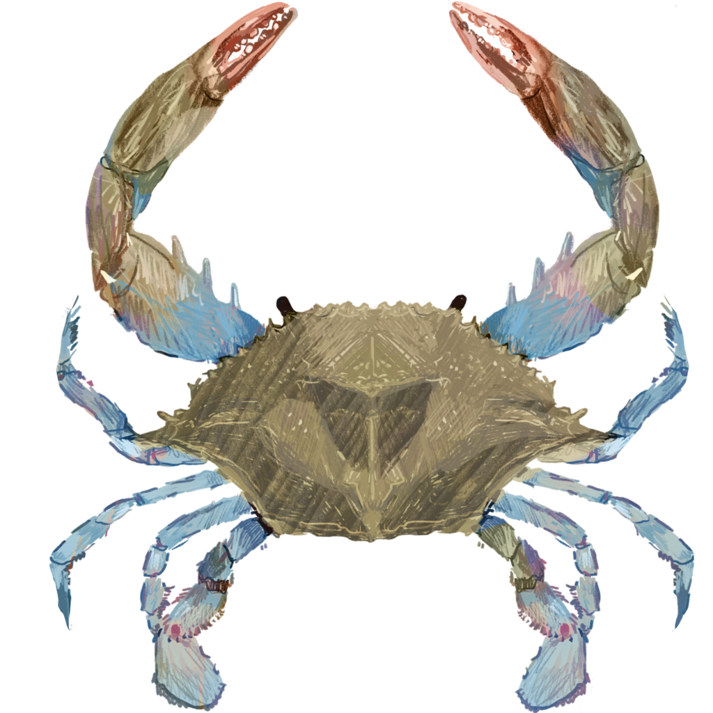 baby blue crab